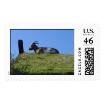 Goat postage
