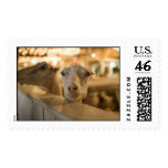 Goat! Postage Stamp