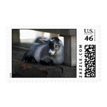 Goat Postage Stamps