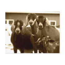 Goat Postcard by jasminesphotography Goat Postcard