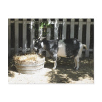 goat postcards by Jenn_mcnulty goat postcards