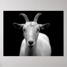 Goat Posters