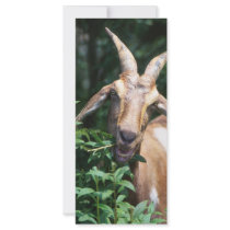 Goat rack cards by GPArkive Goat rack cards