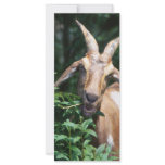 Goat Customized Rack Card