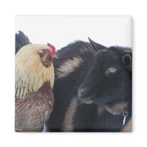 GOAT &ROOSTER FRIENDS IN SNOW MAGNET