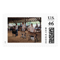 Goat Show postage