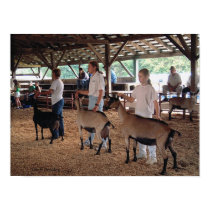 Goat Show-Warren County A&L Fair posters