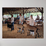 Goat Show-Warren County A&amp;L Fair Print
