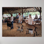 Goat Show-Warren County A&L Fair Print
