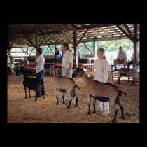 Goat Show-Warren County A&L Fair posters
