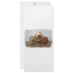 Goat skull on bamboo matt against blue back rack cards