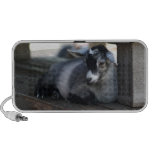goat, baby, animal, farm, zoo, mammal, kid, photo,