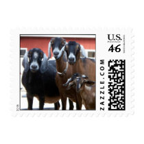 Goat Stamp (SMALL)