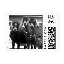 Goat Stamp (SMALL)