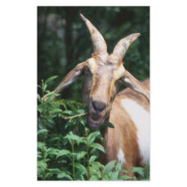 Goat stationery by GPArkive Goat stationery