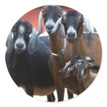 Goat Sticker by jasminesphotography Goat Sticker