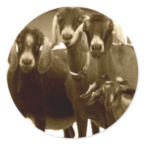 Goat Sticker by jasminesphotography Goat Sticker