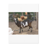 Goat taxi postcard