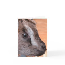 Goat Watching Television cards