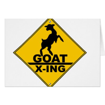 goat crossing