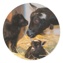 Goaties Sticker