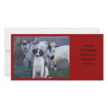 Goats and Family Photo Cards