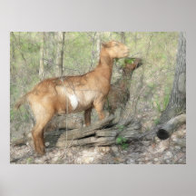 Goats At Work Posters