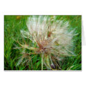 Goat's Beard cards by angelandspot Goat's Beard cards