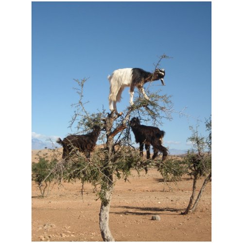 Goats in Argan tree postcard