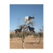 Goats in Argan tree Postcard