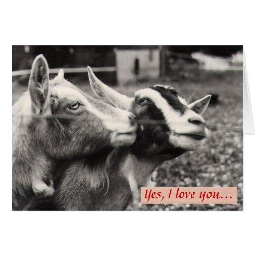 happy valentines day goat image