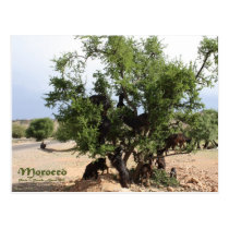Goats in Trees - Argan Trees, Morocco postcards