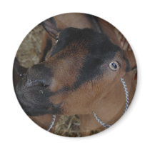 goats magnets