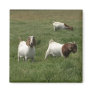 Goats Magnets