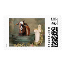 Goats need baths too stamp