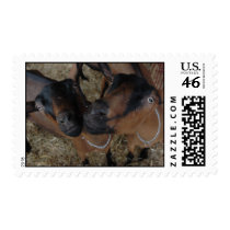 GOATS STAMP