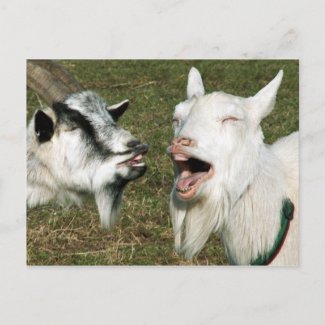 Goats postcard postcard