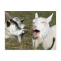 Goats postcard by Junglegeorge Goats postcard