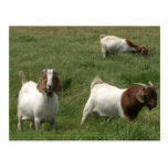 Goats Postcard