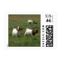 Goats Stamps