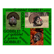 gobble turkey postcard
