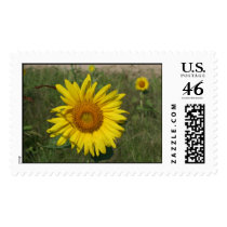 gods beauty postage
