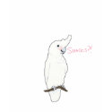 Goffin Cockatoo: Snacks?! t-shirts by BeaksAndFeet Goffin Cockatoo: Snacks?! t-shirts