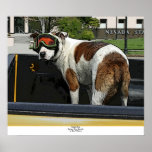 Goggle Dog posters