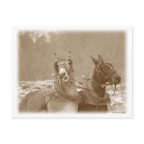 Goin' In Different Directions postcards by StarLily Goin' In Different Directions postcards
