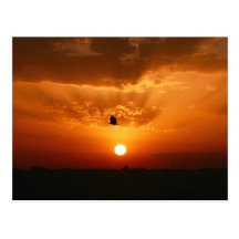 Going Home Alone Postcard