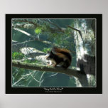 "GOING OUT ON A LIMB" Art Poster posters
