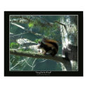 "GOING OUT ON A LIMB" Art Poster posters
