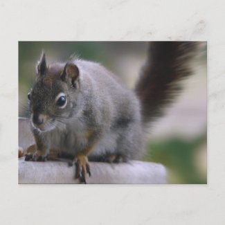Going Squirrelly postcard