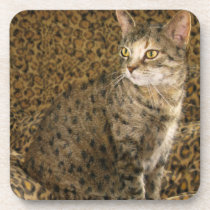 Going Wild ;-) cork coasters